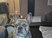 Male French bulldog