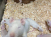 Rex, Double Rex Albino Rats