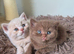 Champion Pedigree TICA Registered Kittens