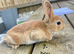 ️️5 week old mini Rex️