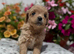 Beautiful Matlipoo puppies available from health tested parents