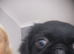 Pug puppy