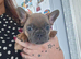 French bulldog pups