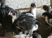 Pure bred French Black Copper Marans and hatching eggs