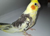 Beautiful Hand Reared Cockatiel