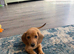 2 miniature dachshund boys