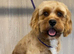 Cavapoo boy for stud