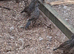 California quail