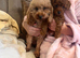 Dark red toy poodles available