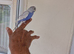 Super silly hand tamed budgies