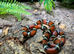 Sinaloan Milk Snakes at Birmingham Reptiles (Male het albino left)