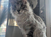 Beautiful male maine coon for sale