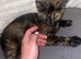 Beautiful kittens