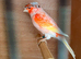 Harlequin canary