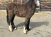 Welsh type yearling