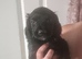 Working cocker spaniel pups