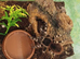 Brazilian white knee tarantula subadult female