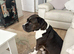 Staffie cross