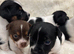 Jack Russel pups