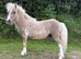 2yr old Miniature Colt