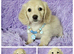 Beautiful long coat cream mini dachshunds