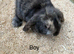 Stunning Baby mini lop rabbits