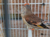 Gold finch mule