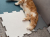2 female cats