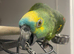 Amazon blue