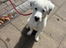 Mastiff mix