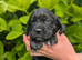 Spreagle pups (Sprocker x Beagle)