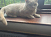 Beautiful lilac british-shorthair girl