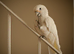 Cockatoo Glasgow