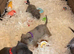 Rare blue Merle Staffordshire bull terrier puppies