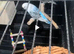 2 Hen budgies available selling because I lost their males