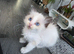 Ragdoll pedigree
