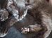 Ragdoll cross tabby cat