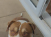 Three dogs for rehoming