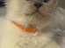 Ragdoll Tica registered kittens