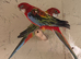 Eastern rosella