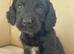 Cocker spaniel puppies