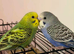 Budgie