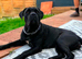 Cane corso pups
