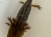 Axolotl