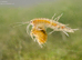Cheap River Shrimp / Scuds as Cleanup Crew for Substrate or Live Food