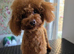 Poochon puppy's