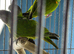 Babys Senegal parrots