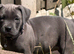 Stunning cane corso puppies