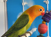 All Male Lovebirds Age 4 to 6 Months