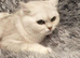 Gorgeous GCCF Silver British Shorthair Kitten.